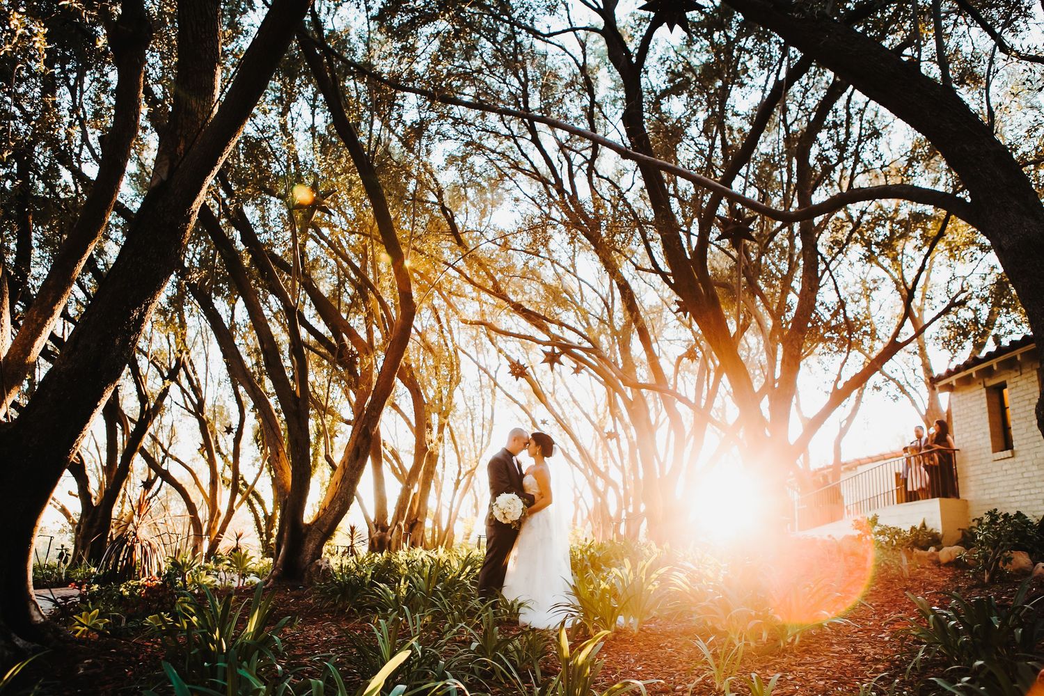 Golden sunlight streams through a forest canopy of twisted tree branches at sunset creating a magical atmosphere.