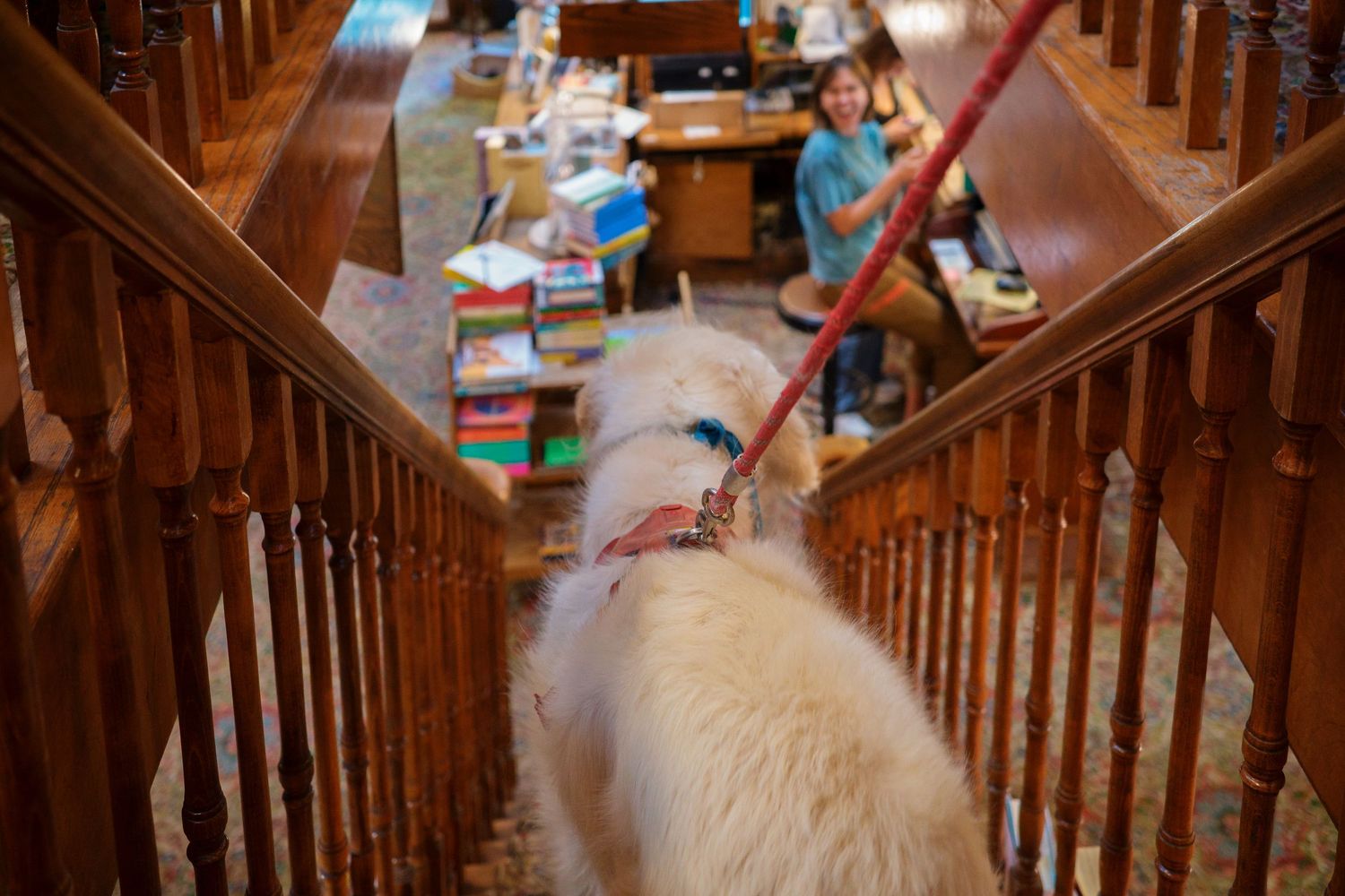 Golden retriever on a red leash exploring a wooden staircase inside a bookstore.
