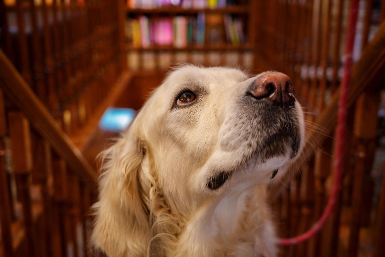 Close-up portrait of a golden retriever looking up inside a warmly lit bookstore.