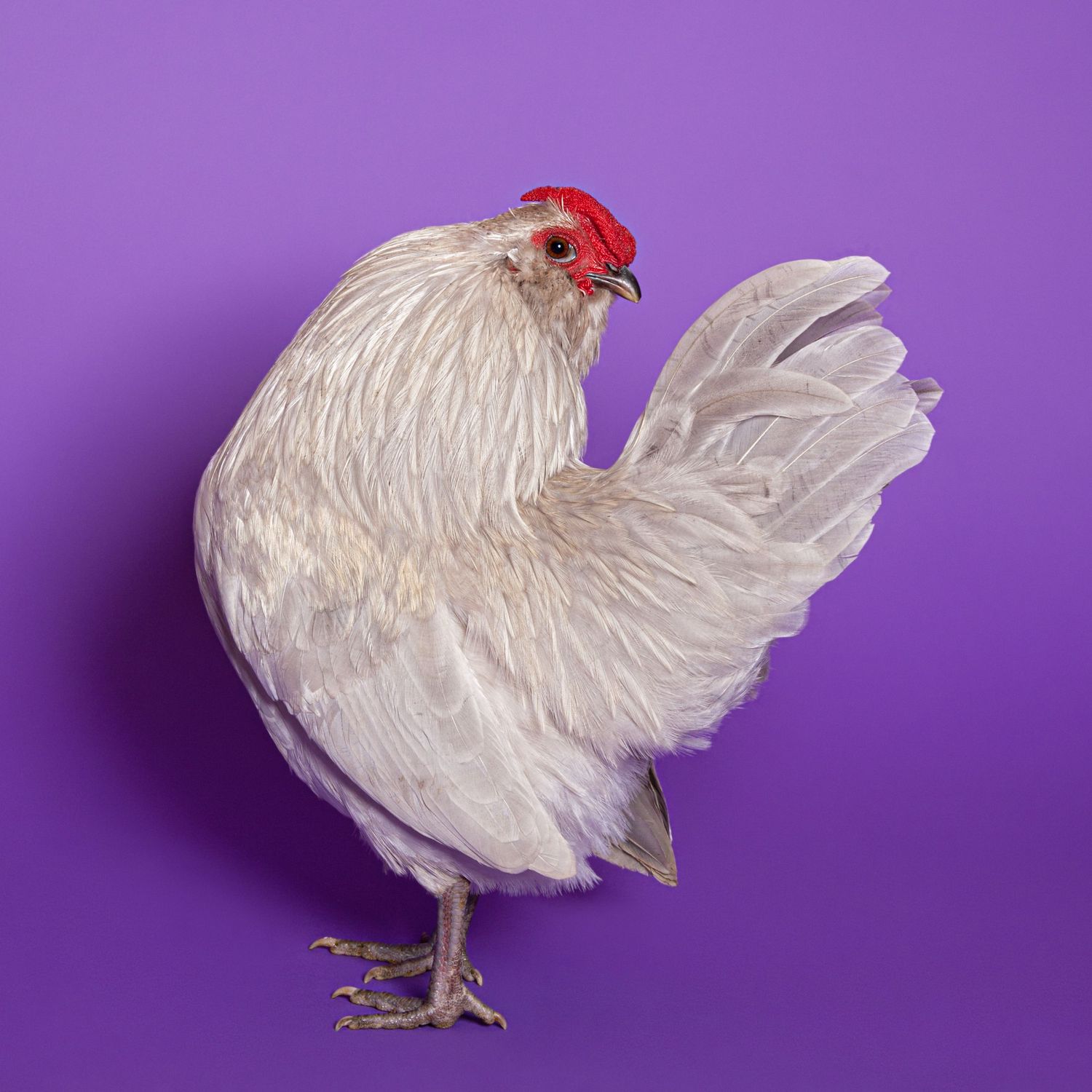 A blue d'anvers bantam rooster looks over his shoulder coyly against a purple background.