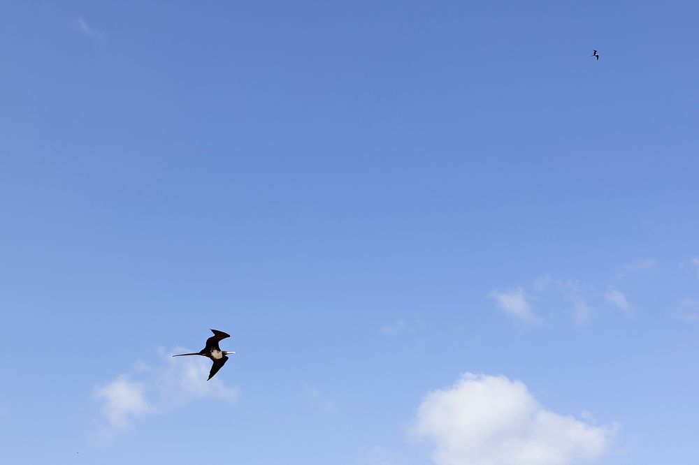 A silhouetted bird soars against a bright blue sky with scattered white clouds.