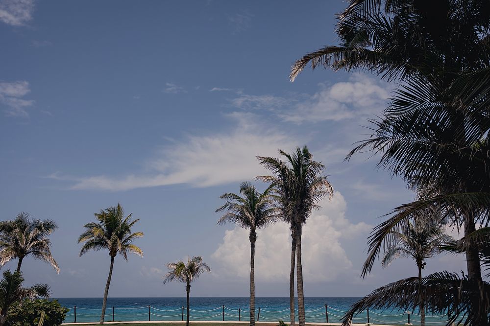 Tall palm trees line a tropical beach with turquoise ocean waters and scattered clouds in a blue sky.