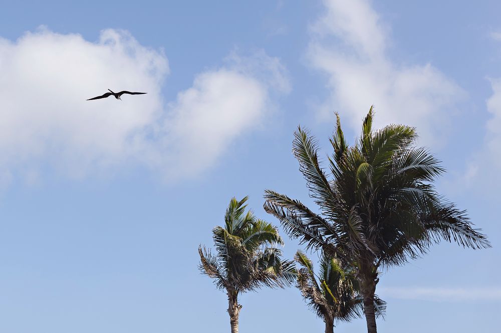 Palm trees sway against a bright blue sky with wispy clouds and a small airplane soaring overhead.
