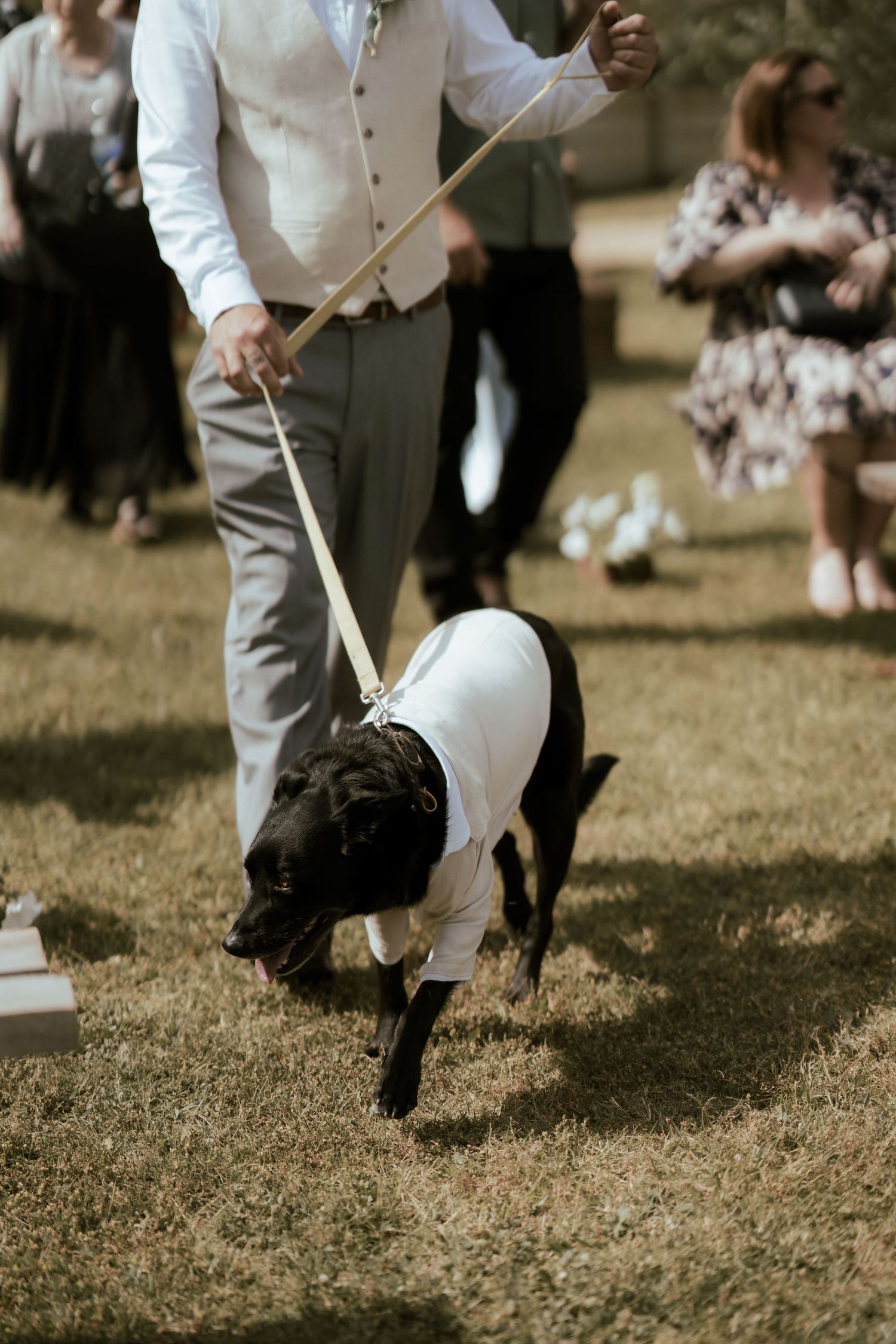 A black and white dog wearing a white tuxedo vest is being walked on a leash at an outdoor event.
