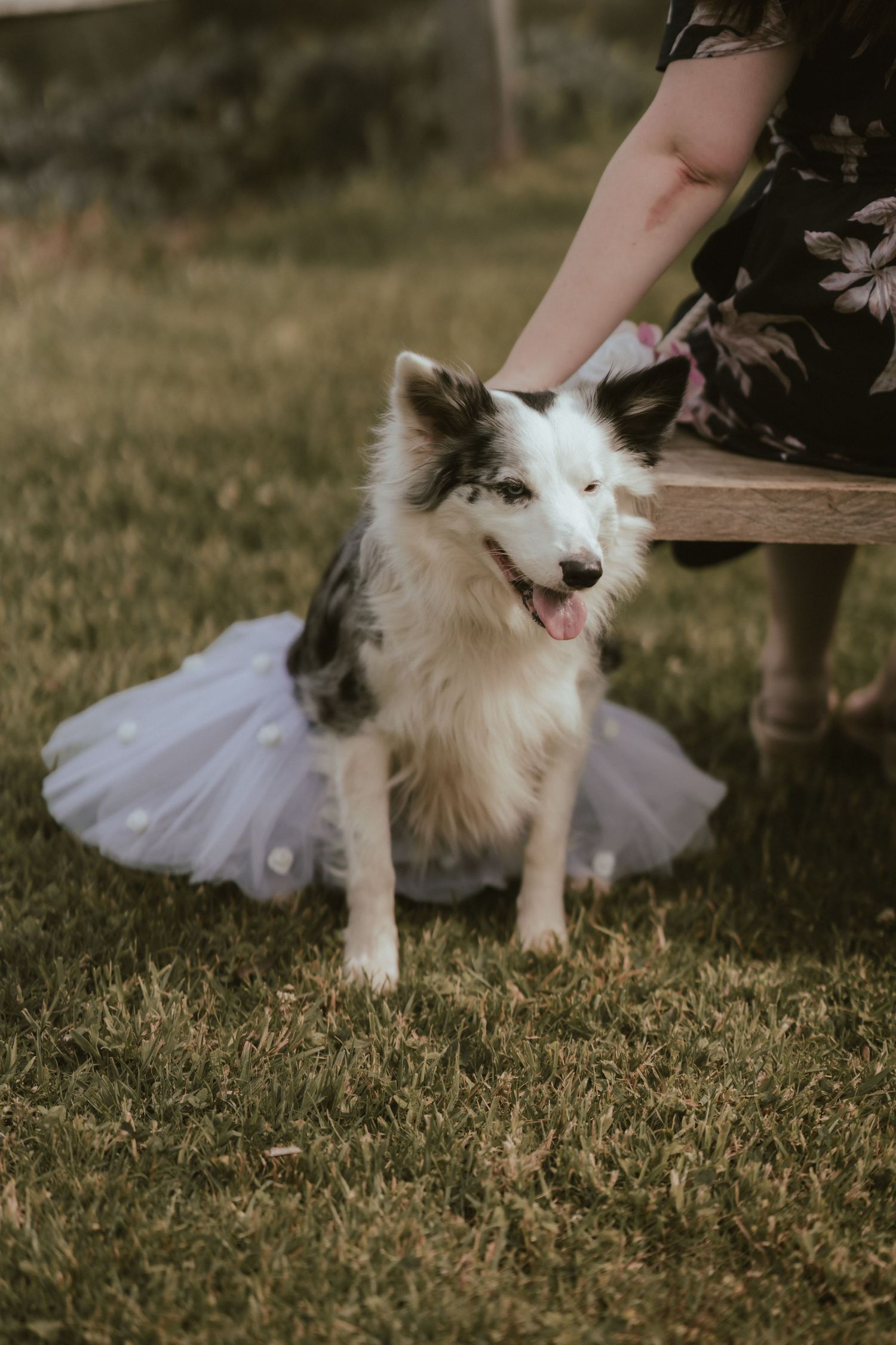 White fluffy dog plays happily in grass next to someone wearing a white tulle dress.