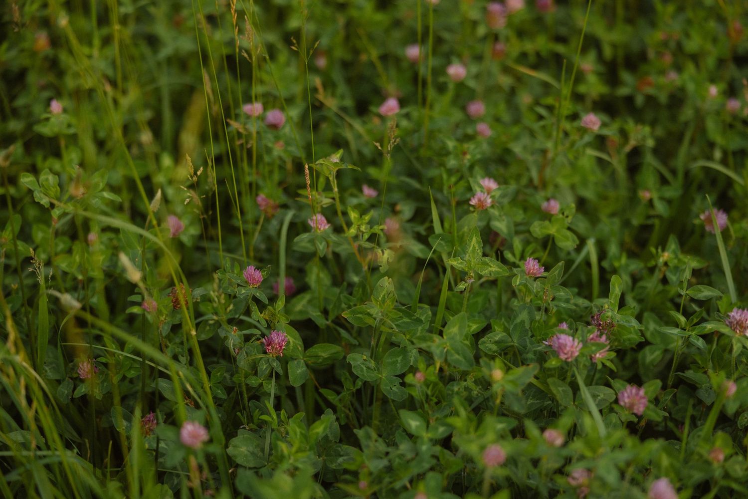 Small pink wildflowers blooming among lush green foliage in a meadow setting.