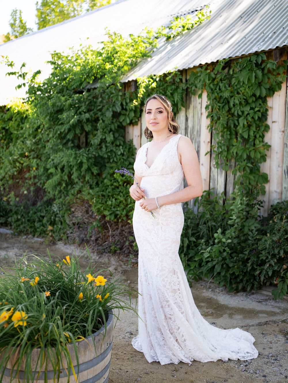 Elegant lace wedding dress shown against rustic barn wall with climbing vines and yellow daylilies in foreground.