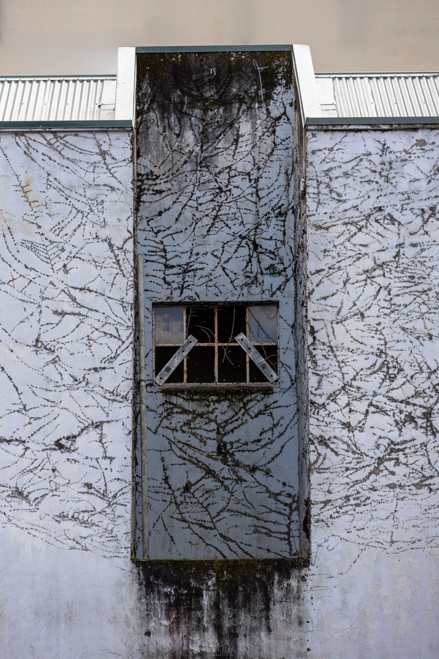 Vines trace ghost-like across a pale wall, centred around a small sealed window shaft.