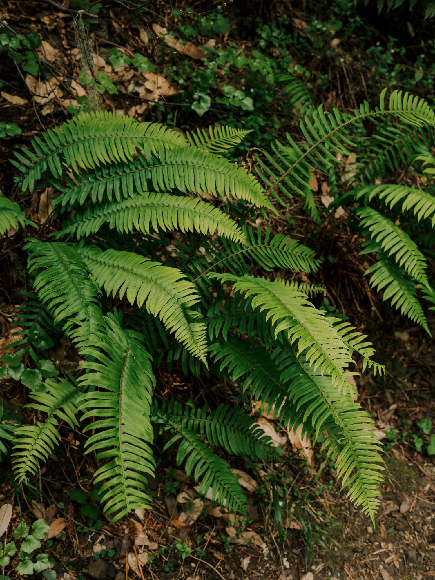 Lush green sword ferns with arching fronds growing in a woodland forest setting among fallen leaves.
