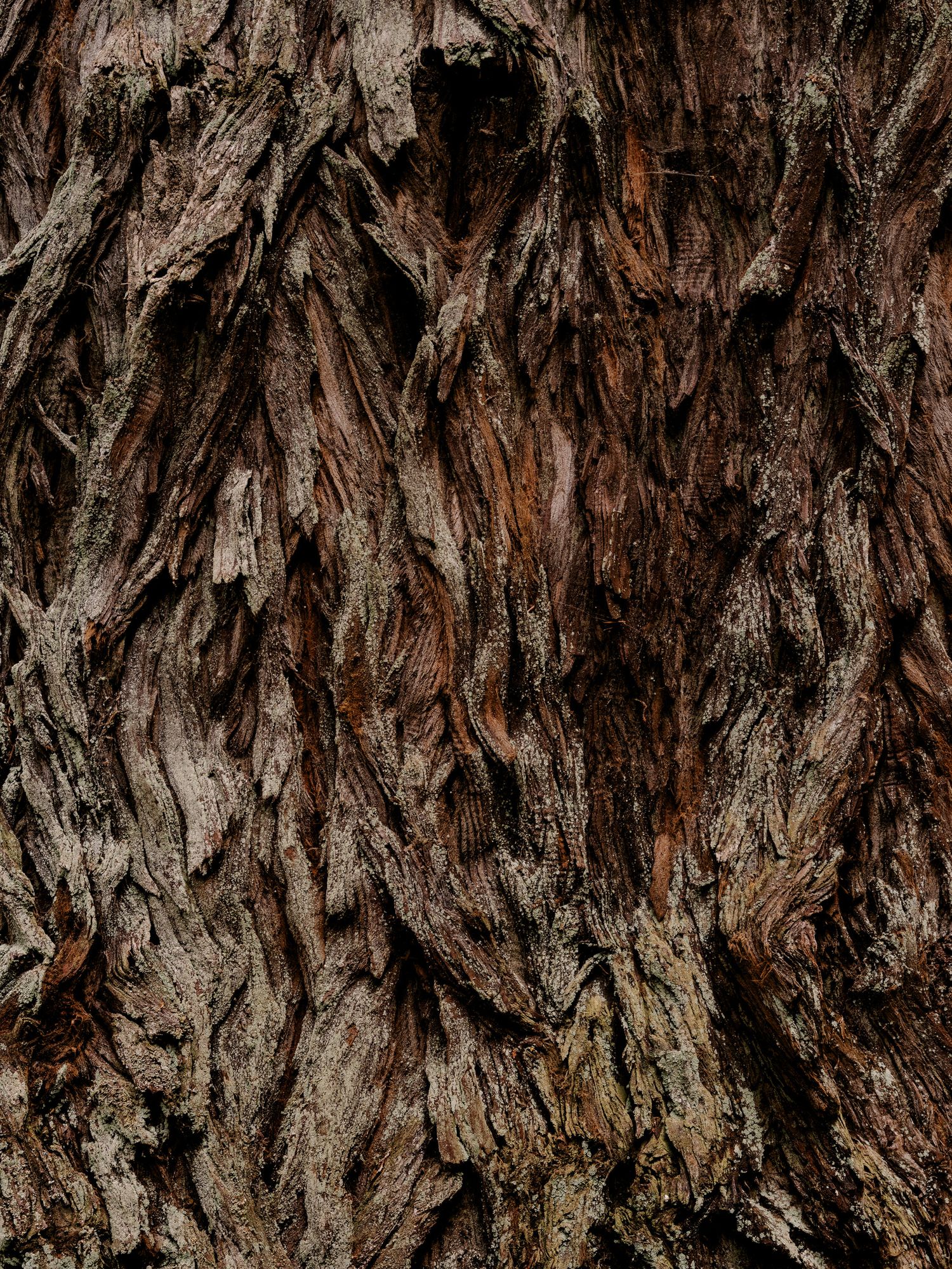 Detailed close-up texture of rough brown tree bark showing deep grooves and natural weathered patterns.
