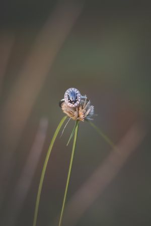 An antique engagment ring resting on a string of grass in the sunlight