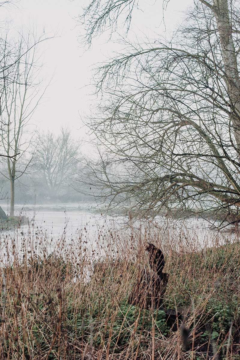 Cat looks out over misty winter landscape with bare trees beside a calm river, surrounded by dry grass and fog in a serene natural setting.