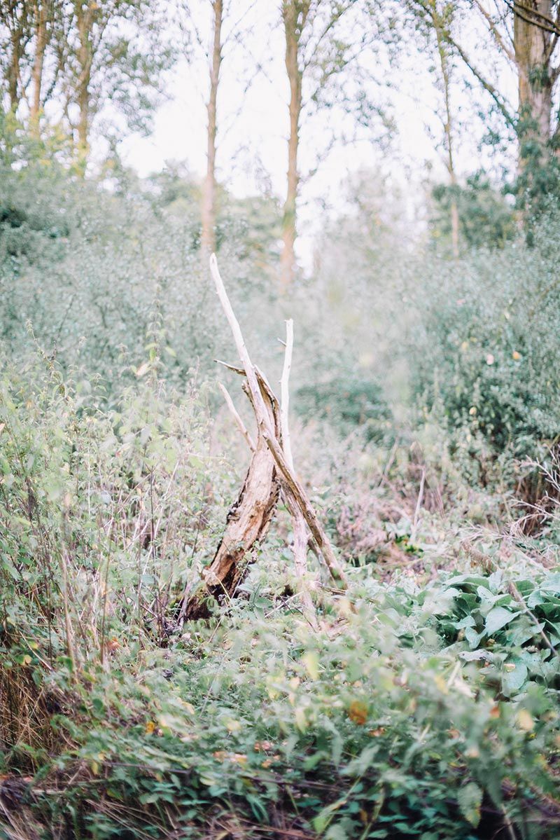 Rustic fallen poplar roots in a lush green woodland forest setting.