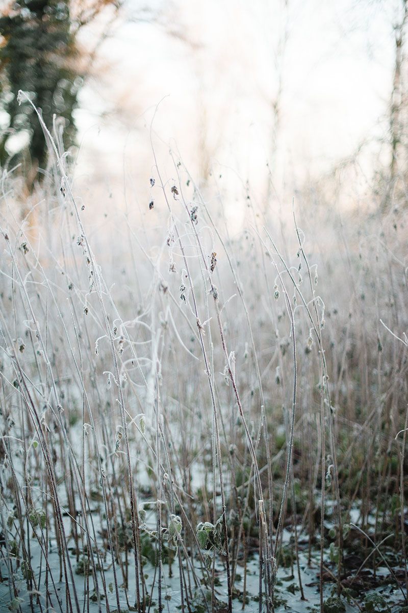 Frost-covered wild nettles and bare stems in a winter meadow with soft backlit sky and snow dusting the ground.