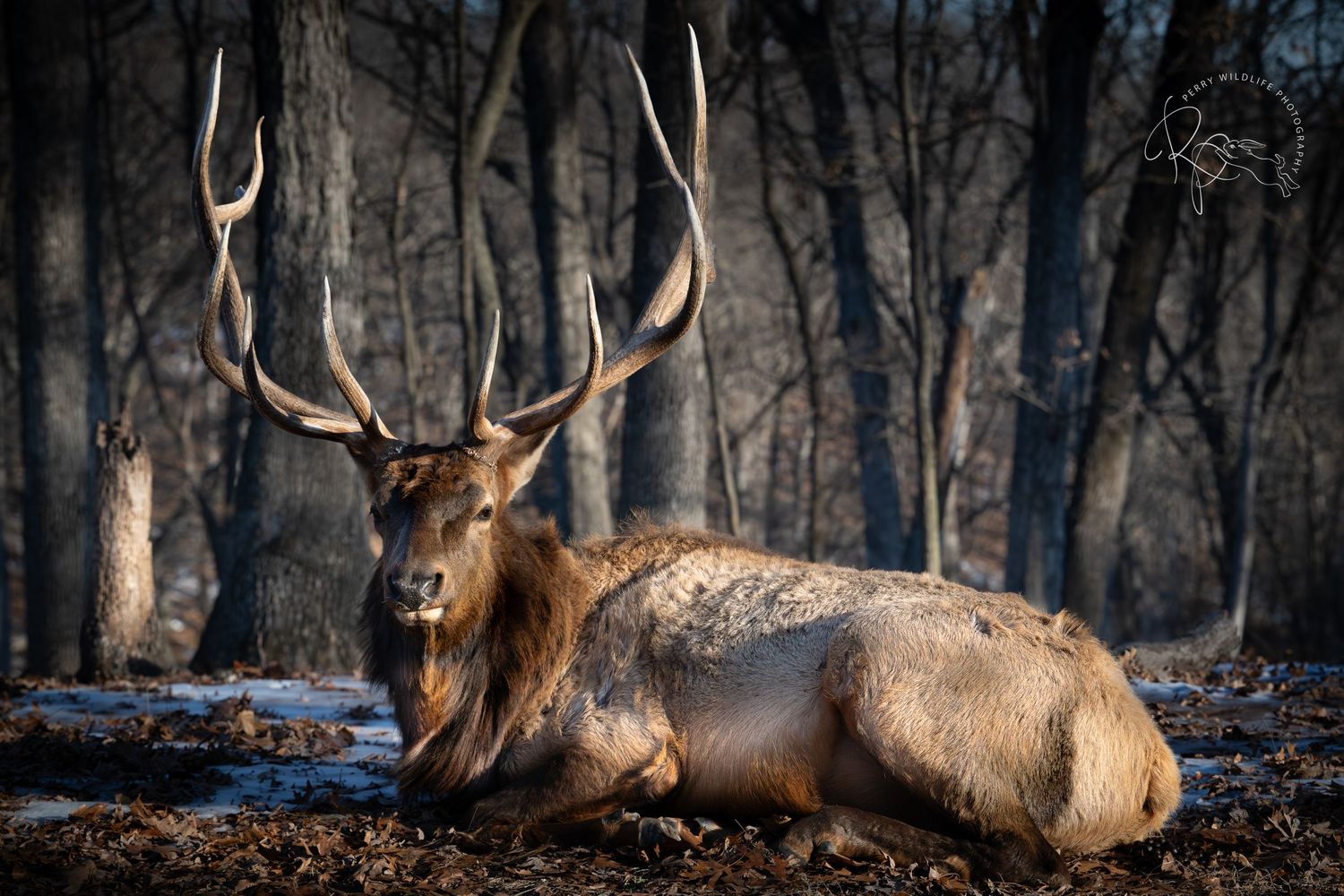 A majestic bull elk with large antlers rests on snowy forest ground during winter.