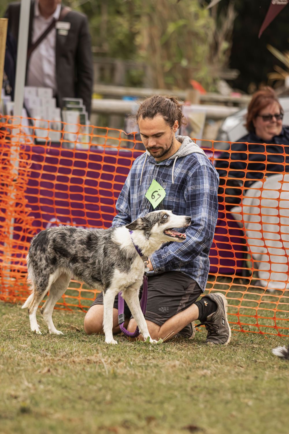 A person in blue kneels beside a Border Collie dog during an outdoor event with orange safety fencing visible.