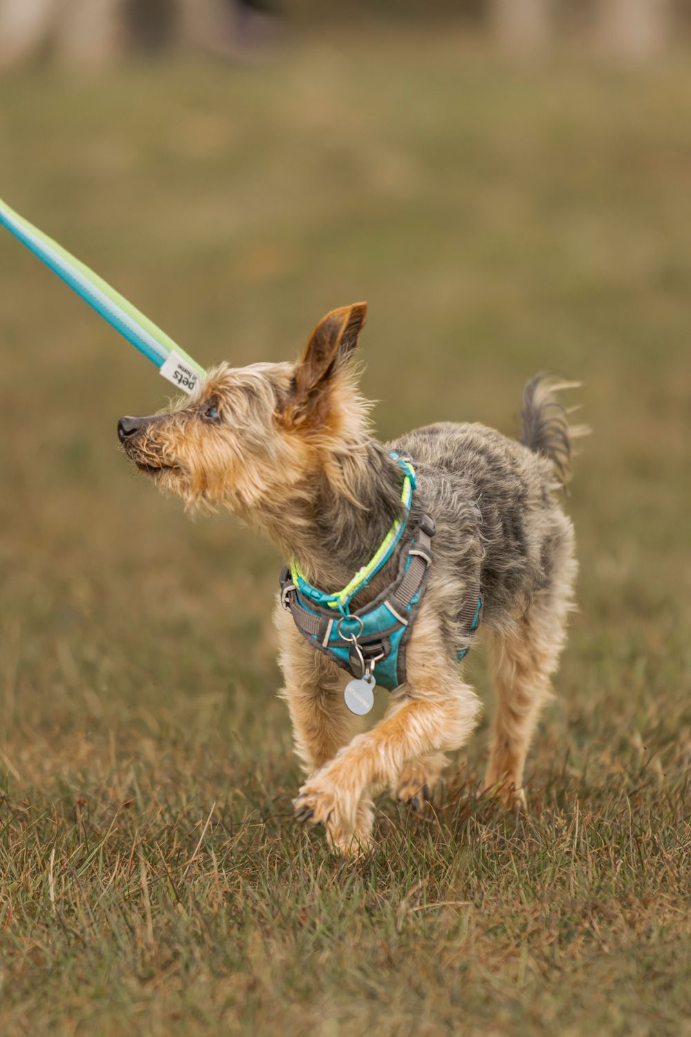 Small Yorkshire terrier wearing a turquoise harness sniffs and explores grassy terrain in a sequence of action shots.