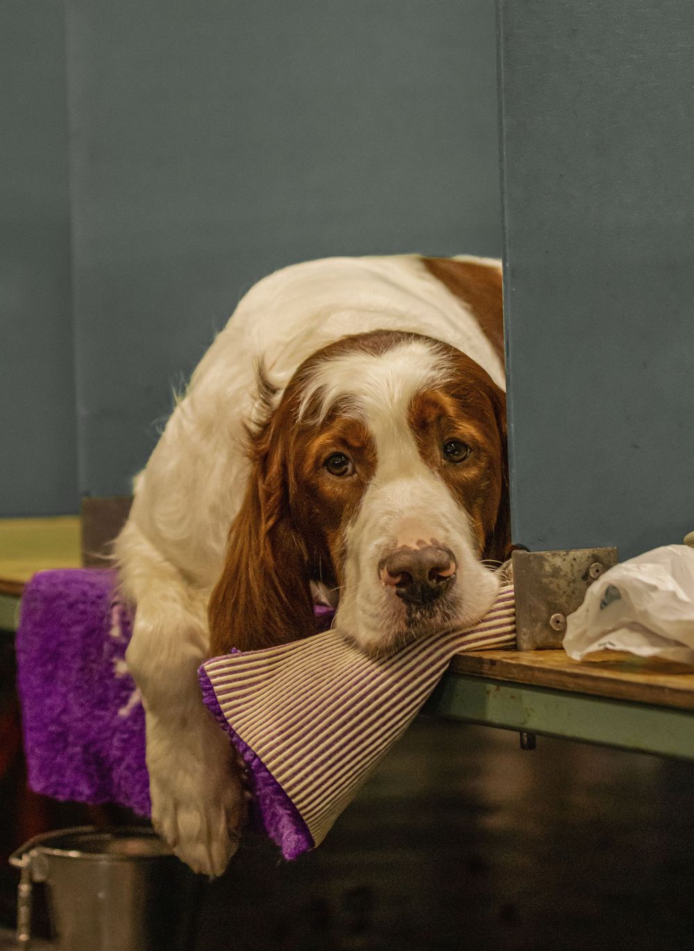 A brown and white spaniel dog holds a striped towel in its mouth while lying on a gray surface.