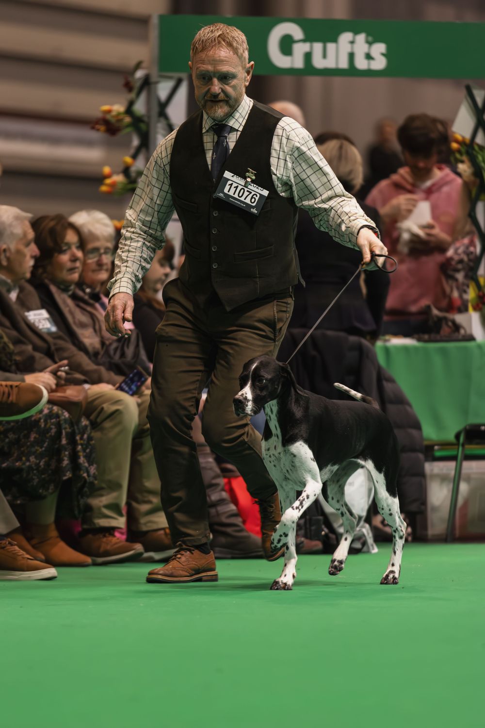 Handler guides black and white dog along bright green carpet at prestigious Crufts dog show competition.