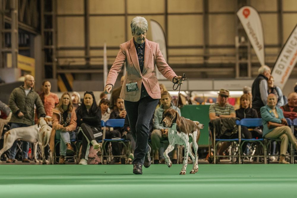 A sequence of dog show scenes showing competition and judging in an indoor arena setting.