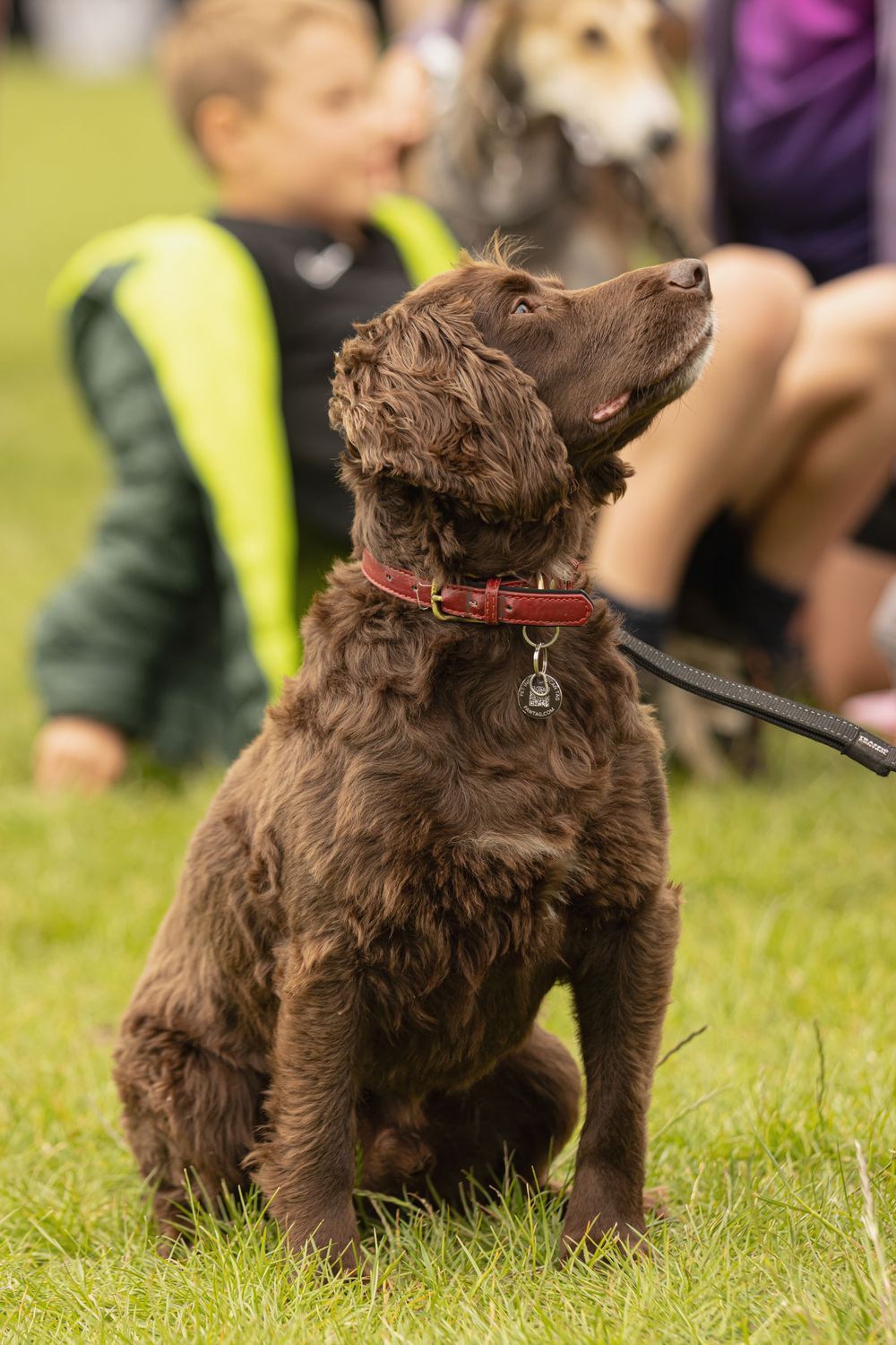 A brown Newfoundland puppy plays and trains on grass while wearing a red collar during an outdoor training session.