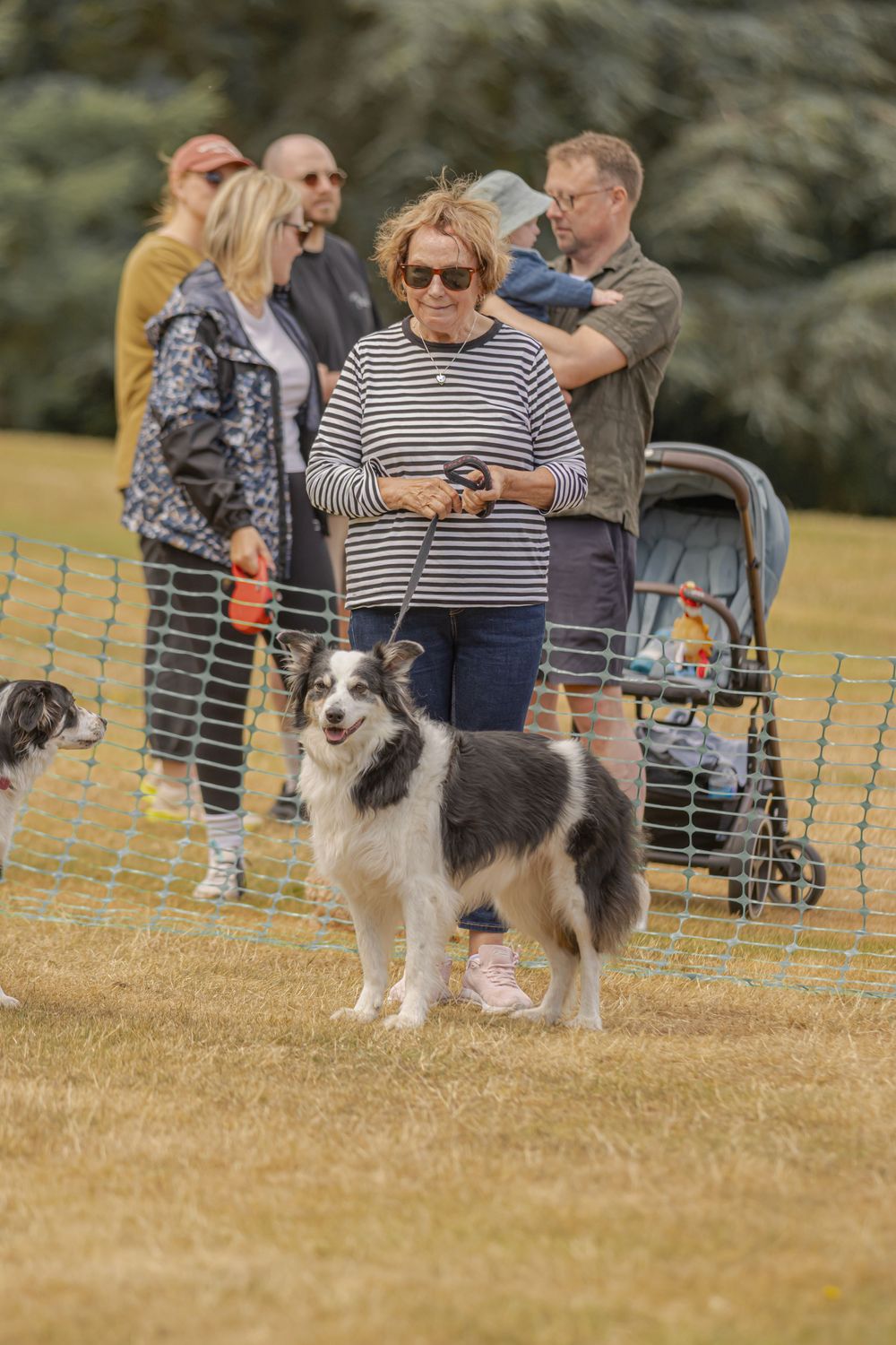 A Border Collie stands attentively in a grassy field while people gather behind temporary fencing.