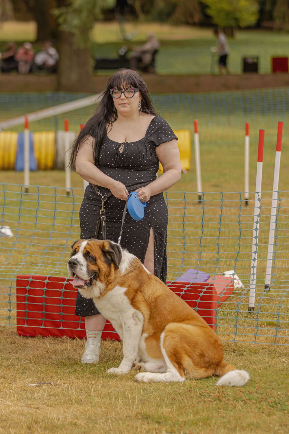 A Saint Bernard dog sits at attention next to its handler during an outdoor agility competition with training equipment visible.