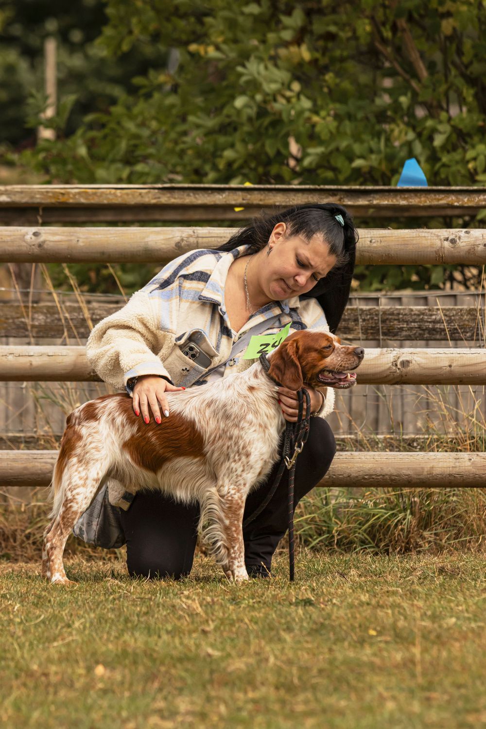 A spotted English Setter dog receives affectionate petting while standing next to a wooden fence in a grassy outdoor area.