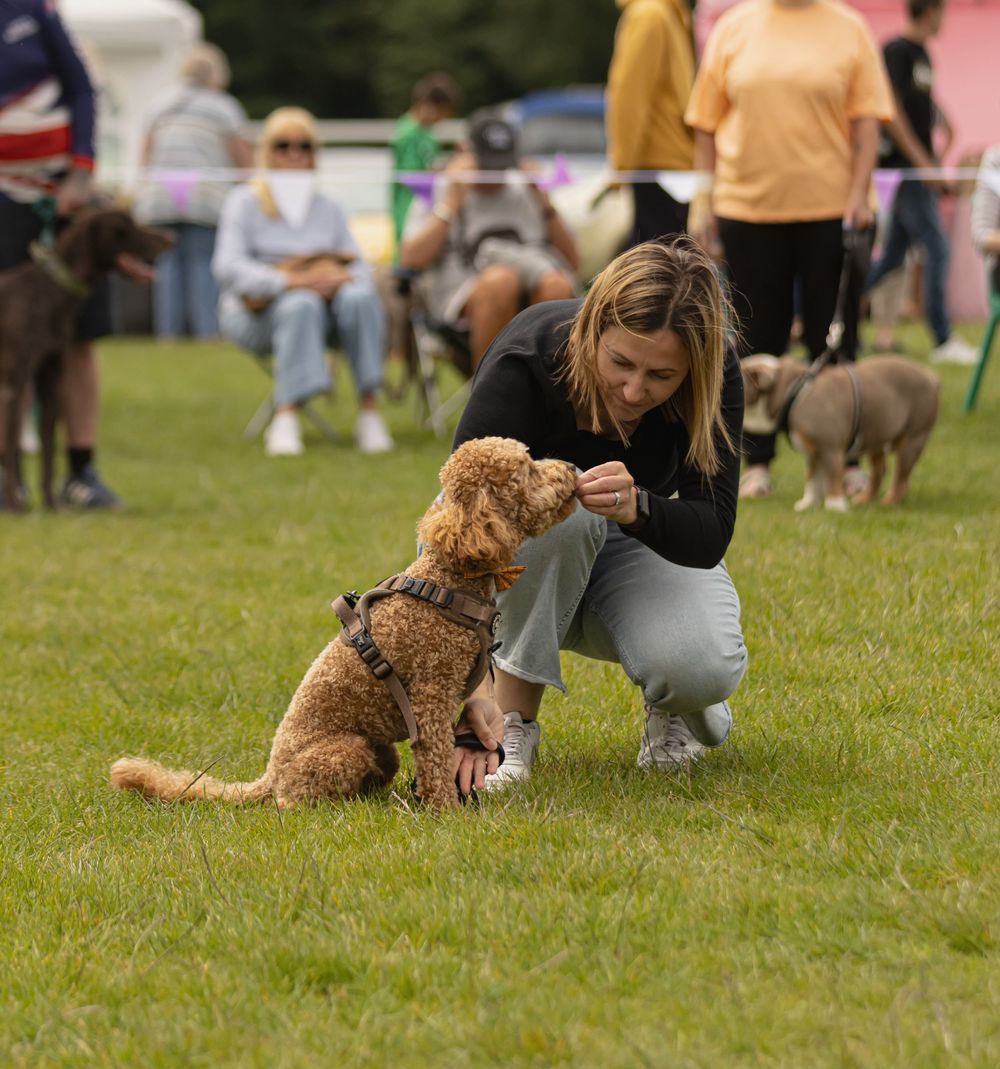 Person training with a goldendoodle dog on a grassy field at an outdoor event with spectators in background.