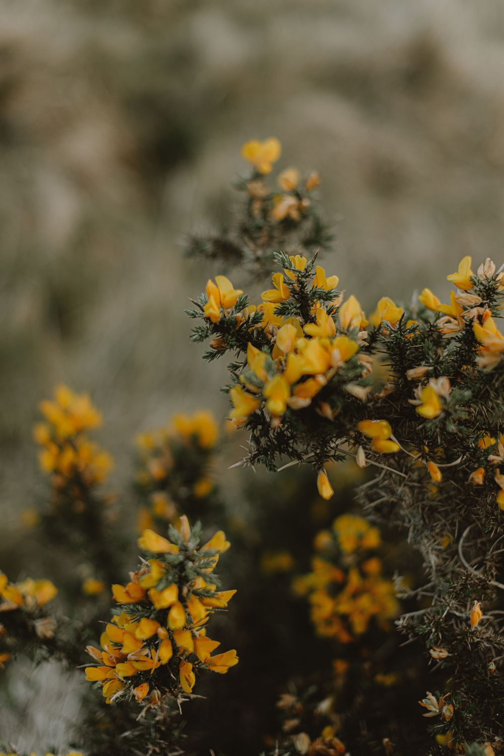 Close-up of vibrant yellow gorse flowers blooming against a blurred natural background.