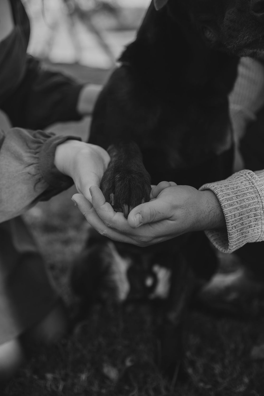 Black and white close-up of hands holding dog's paw together.