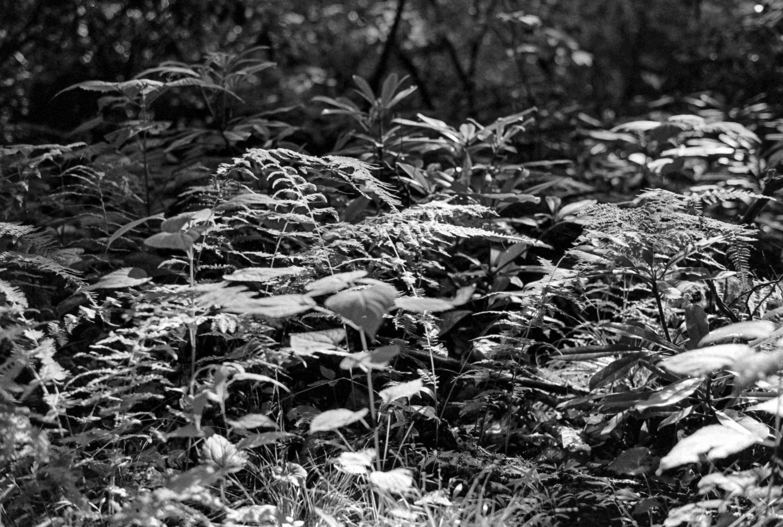 Ferns