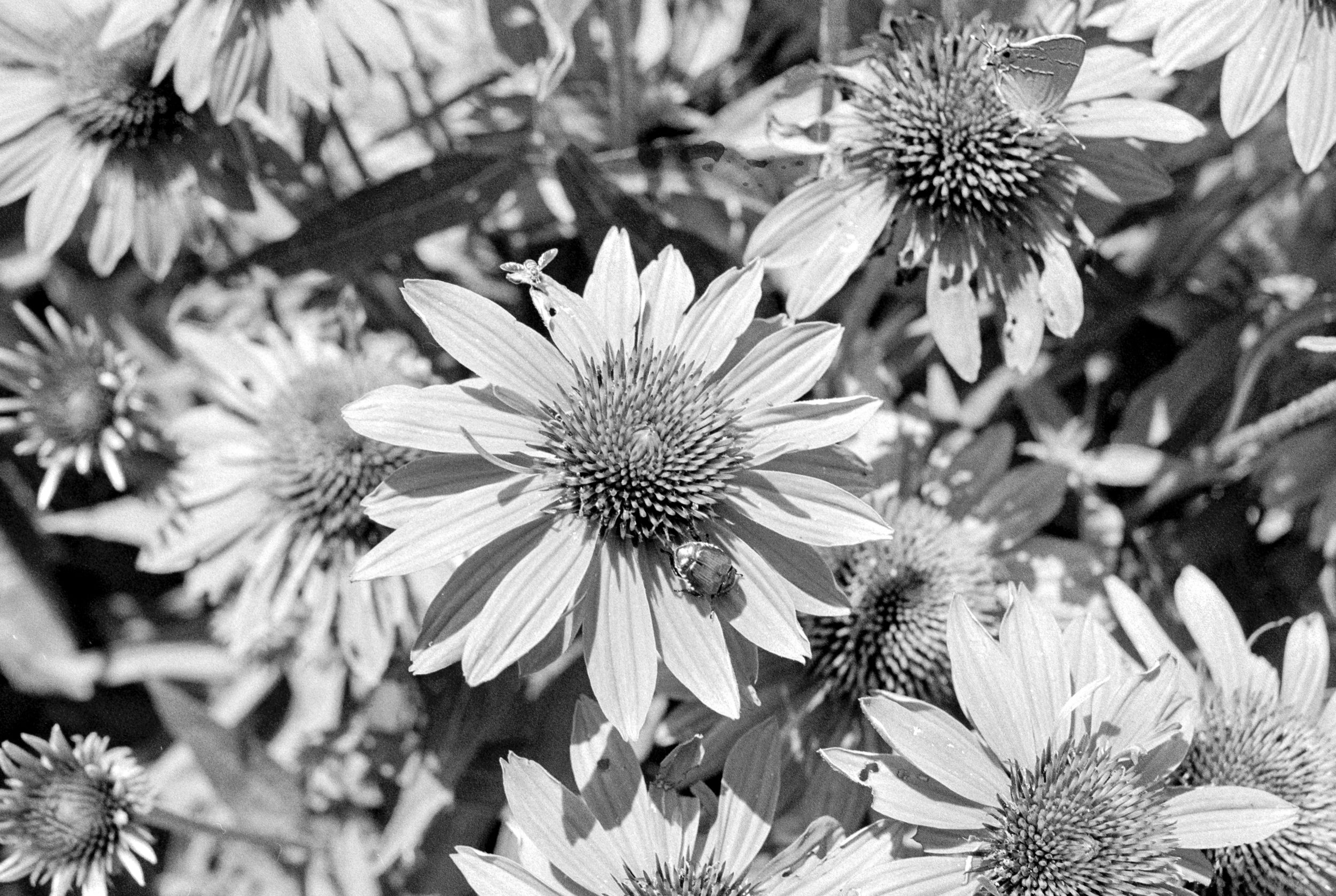 Flowers and bugs