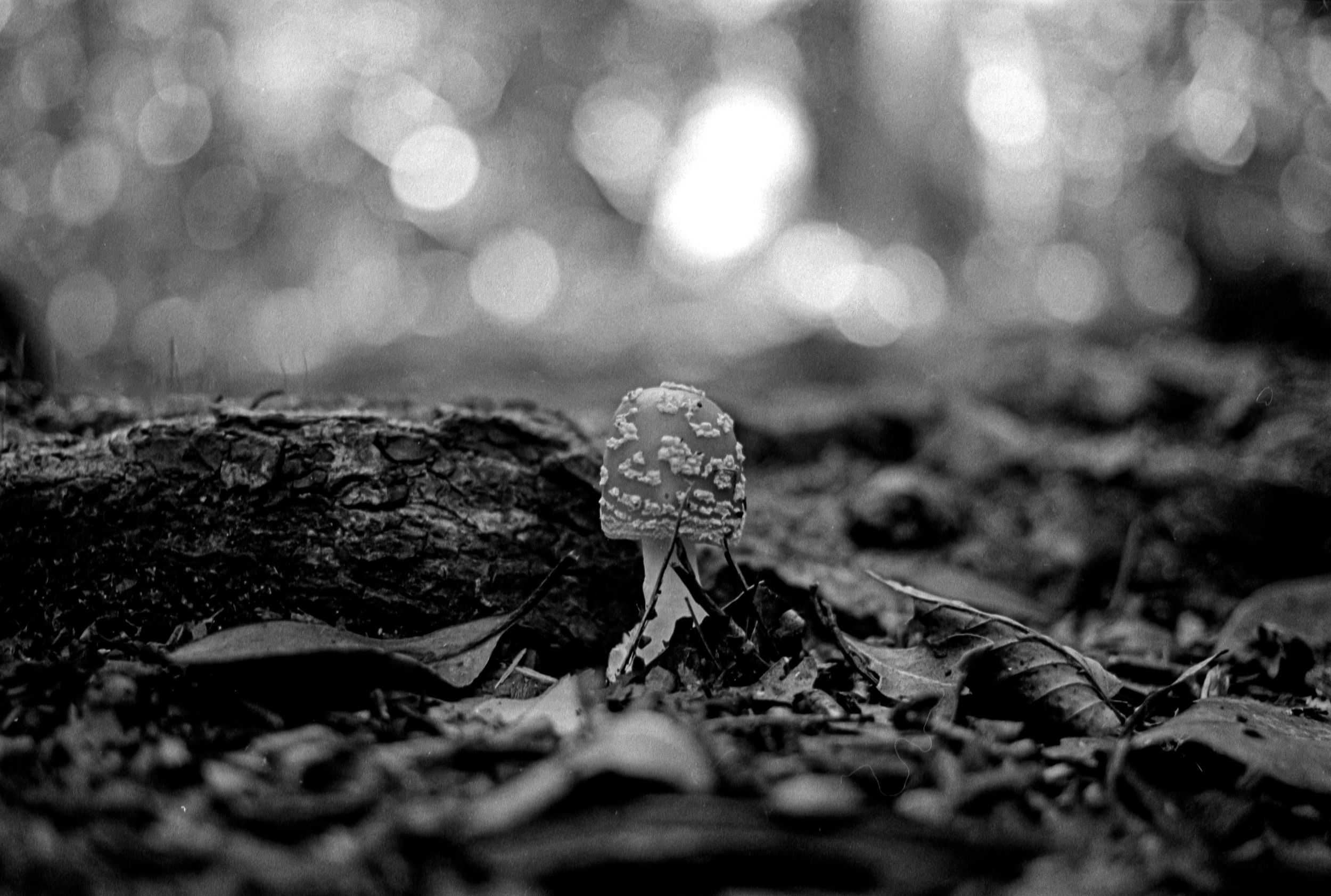 Mushroom