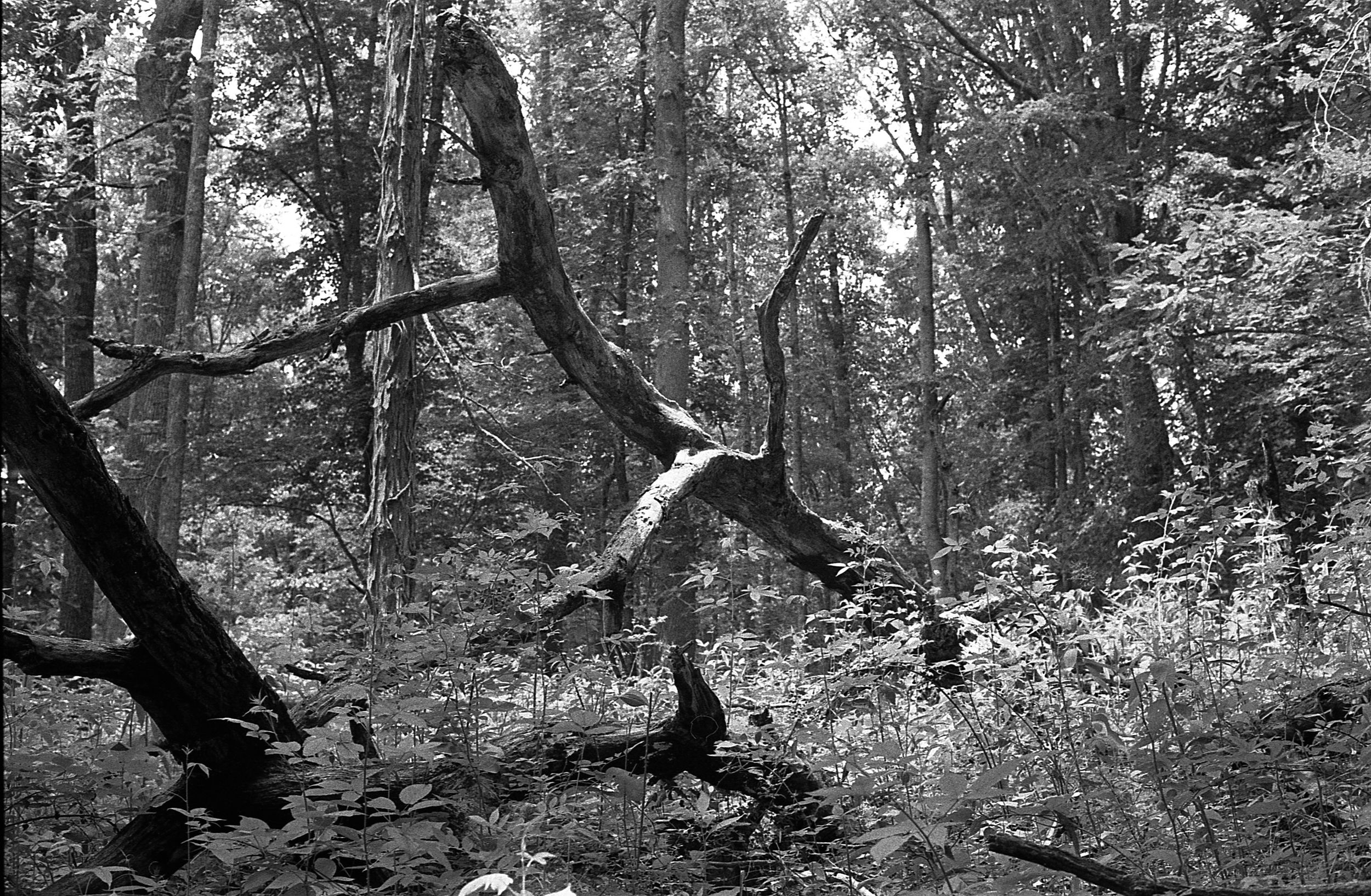 Branch