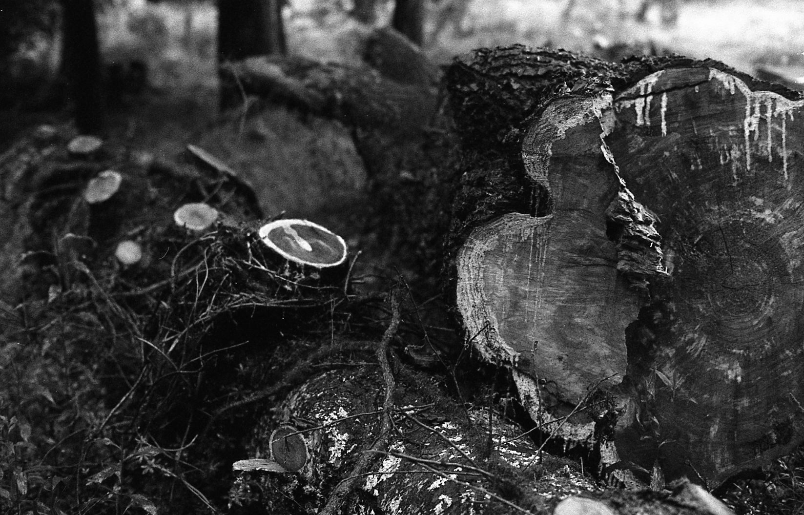 Stump