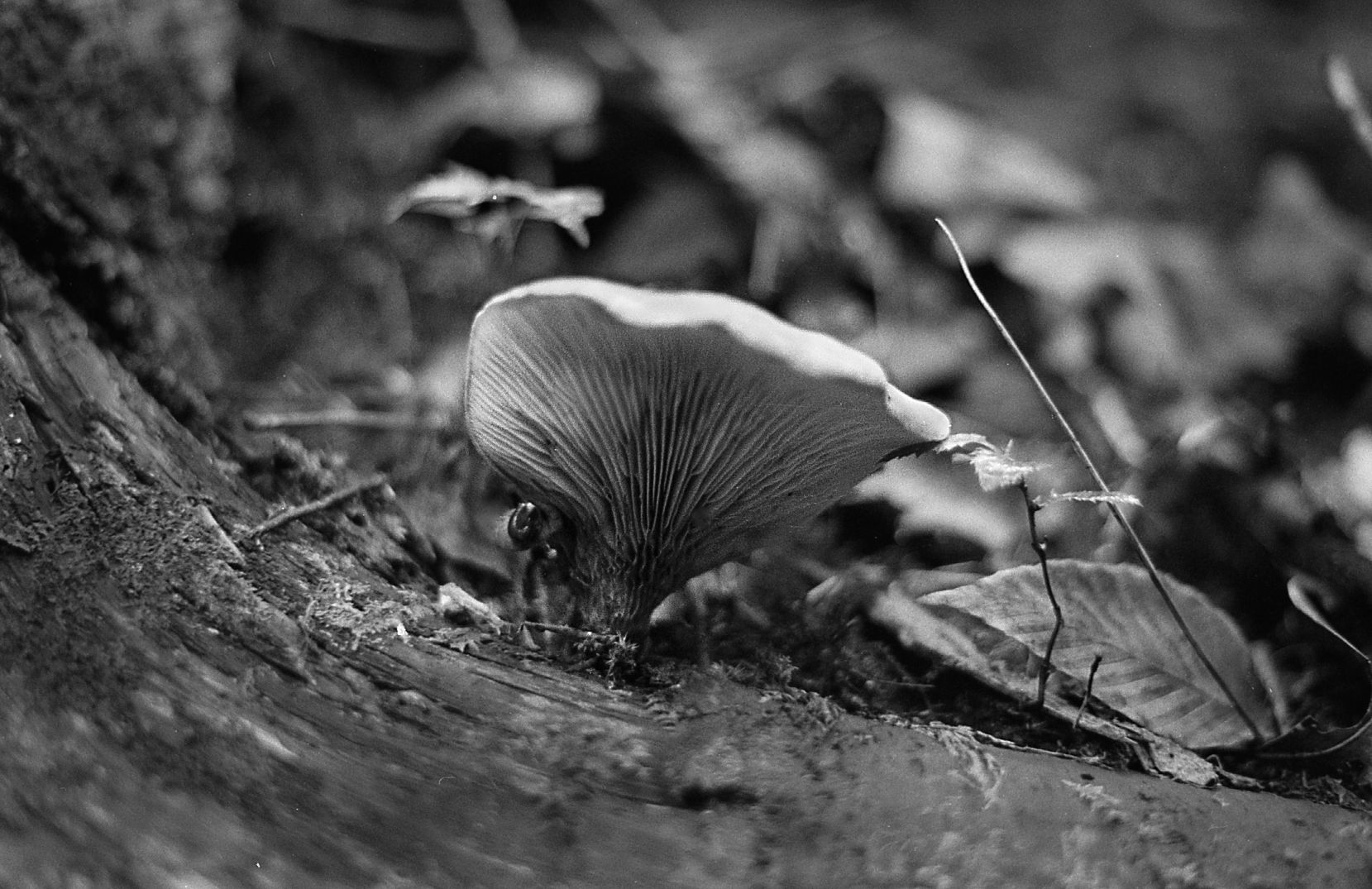 Mushroom and log