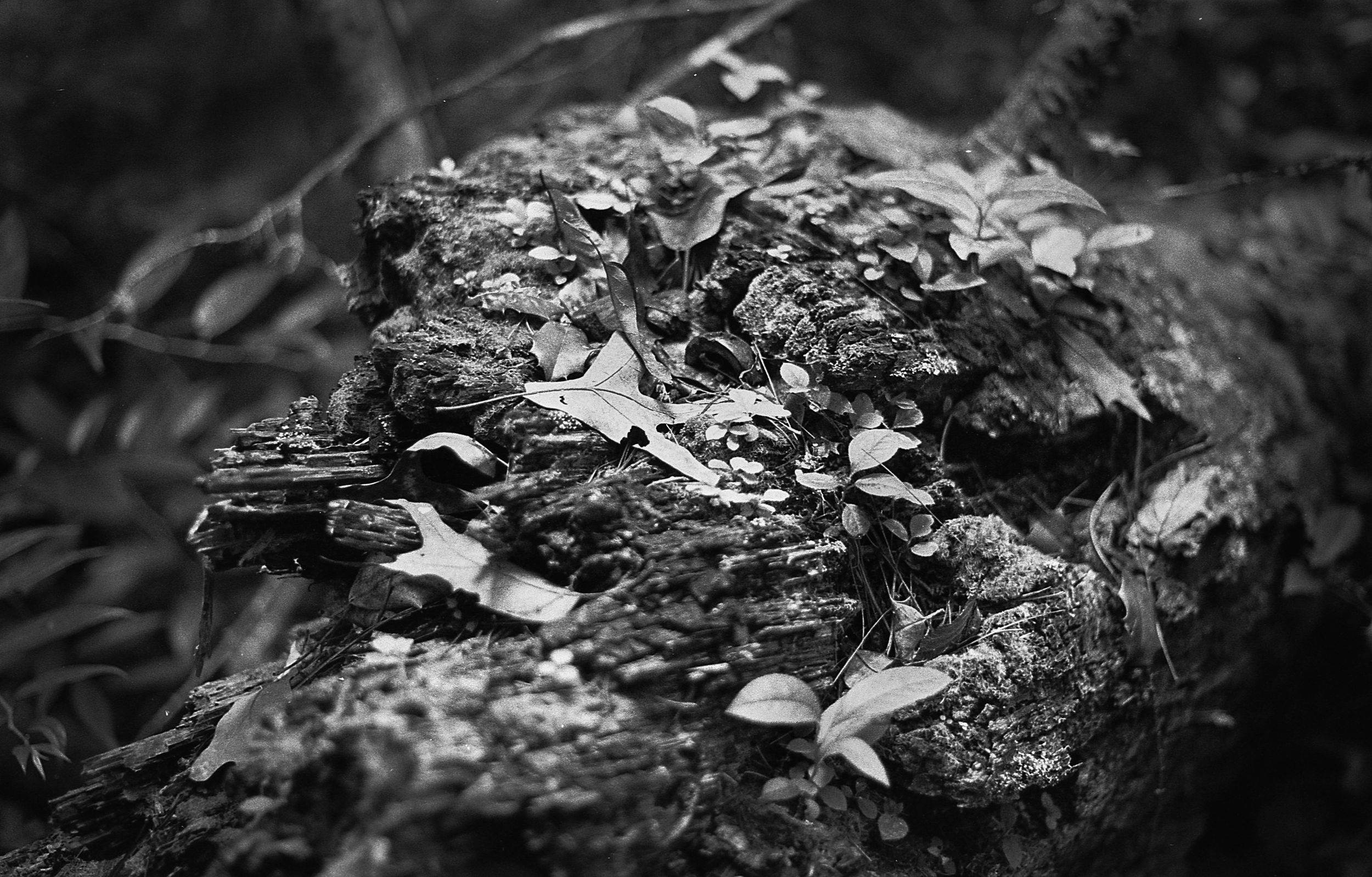 Log