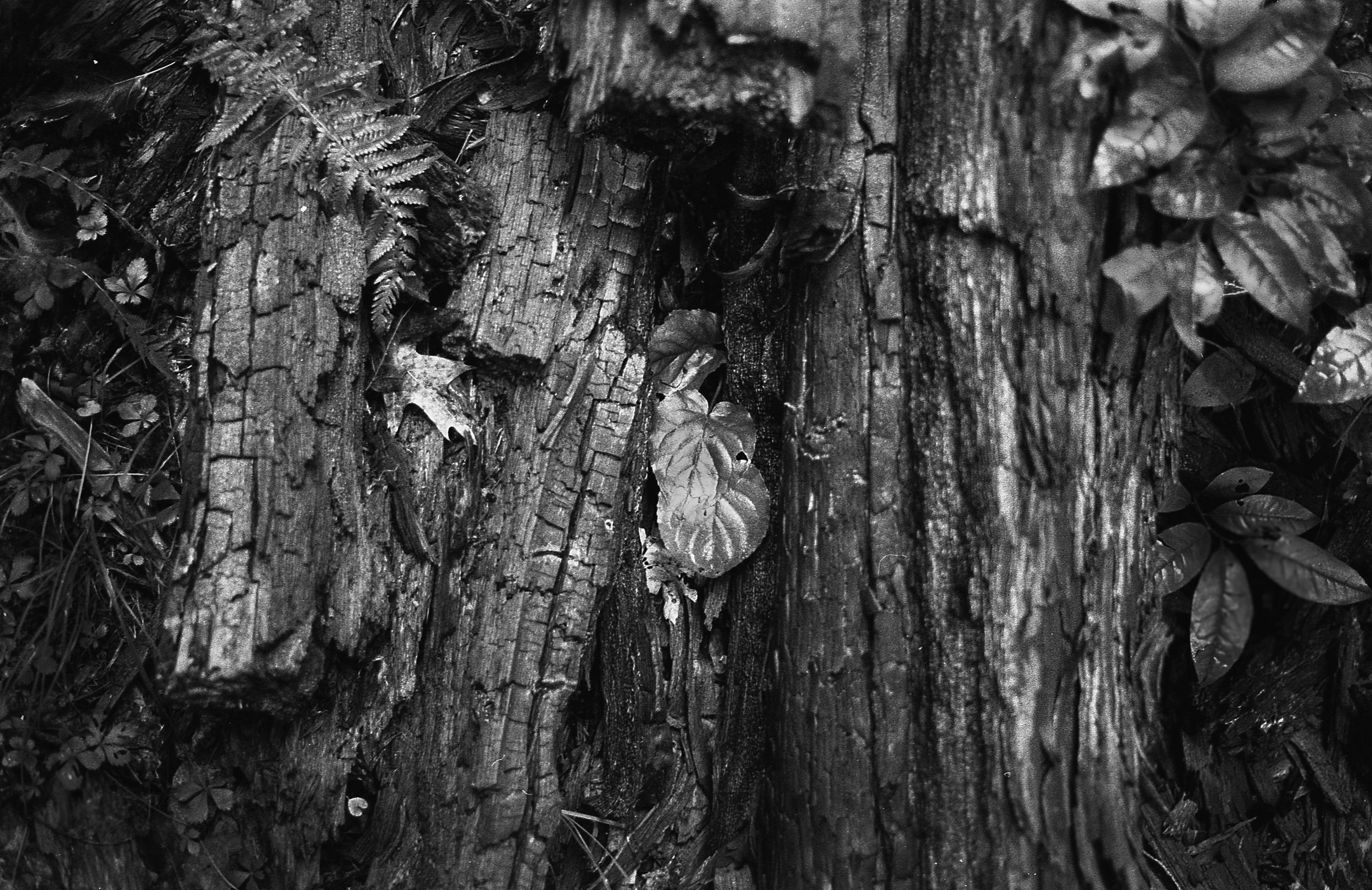 Decay