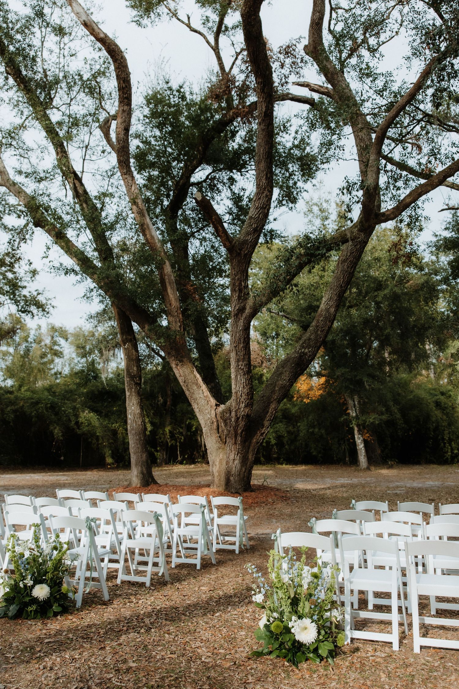 White wedding chairs arranged under a majestic oak tree for an outdoor ceremony.
