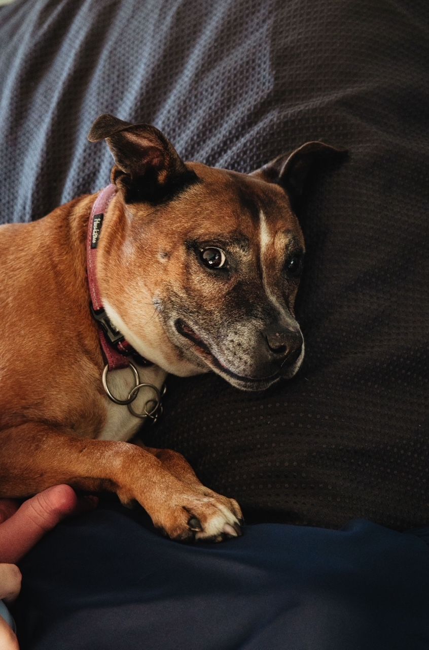 A brown boxer dog with gray muzzle lies relaxed on a dark couch while being petted.