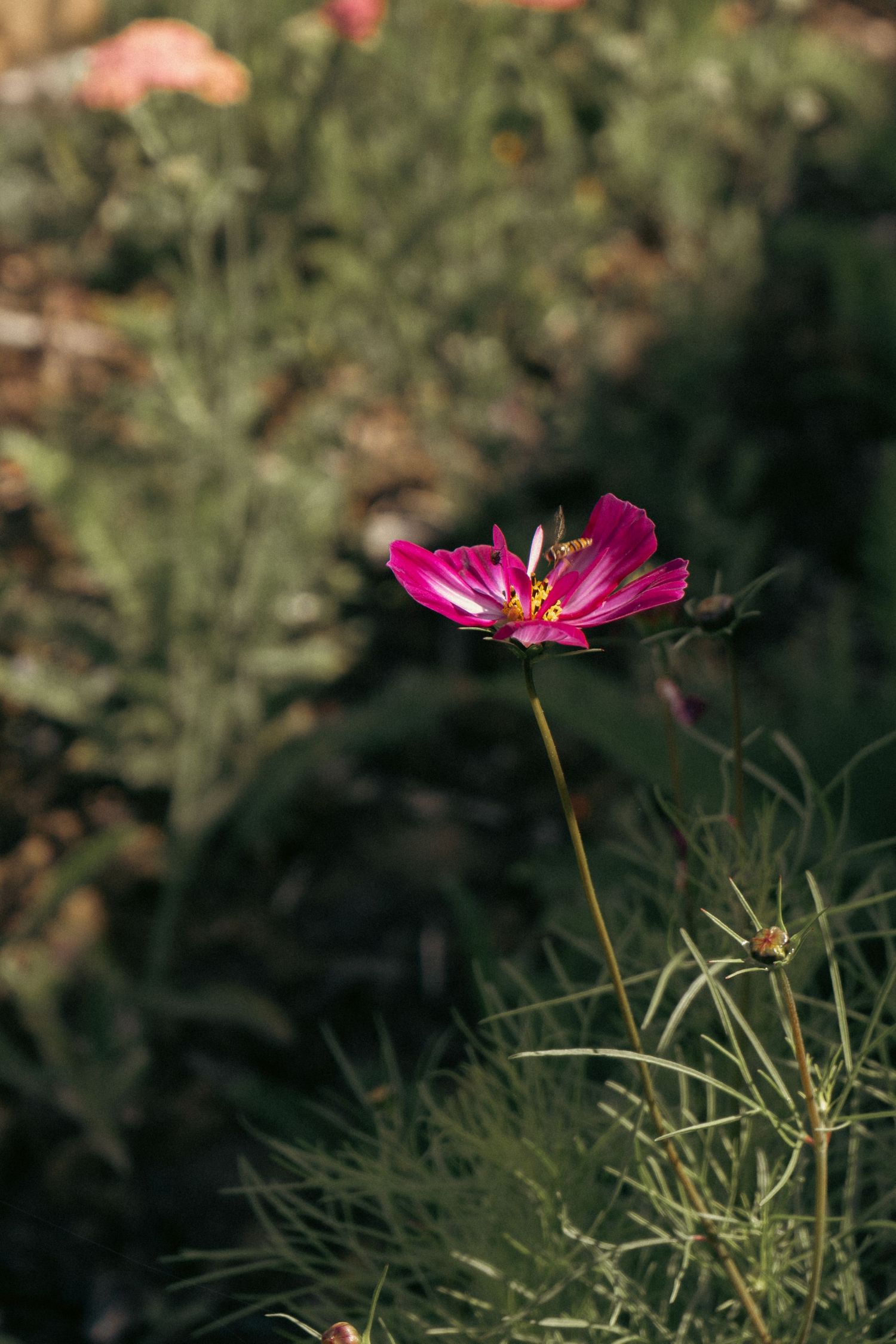 Vibrant pink cosmos flower blooming against dark garden background.