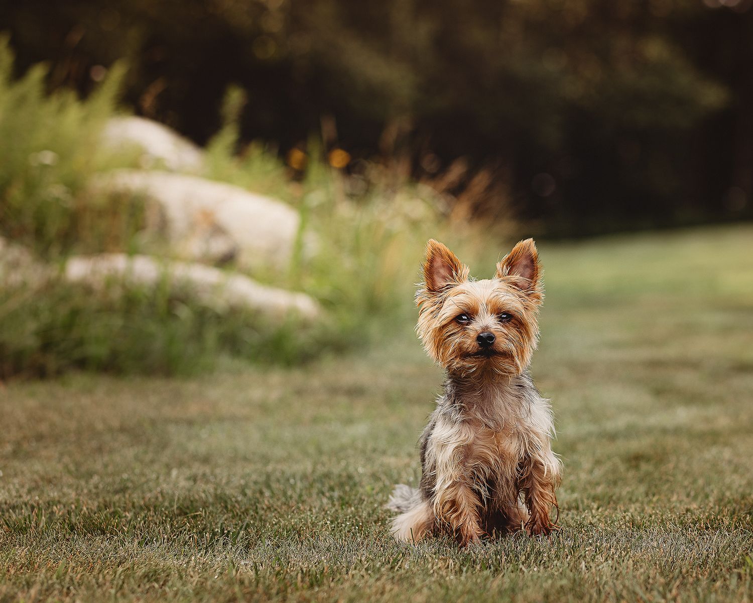 professional photo of a yorkie
