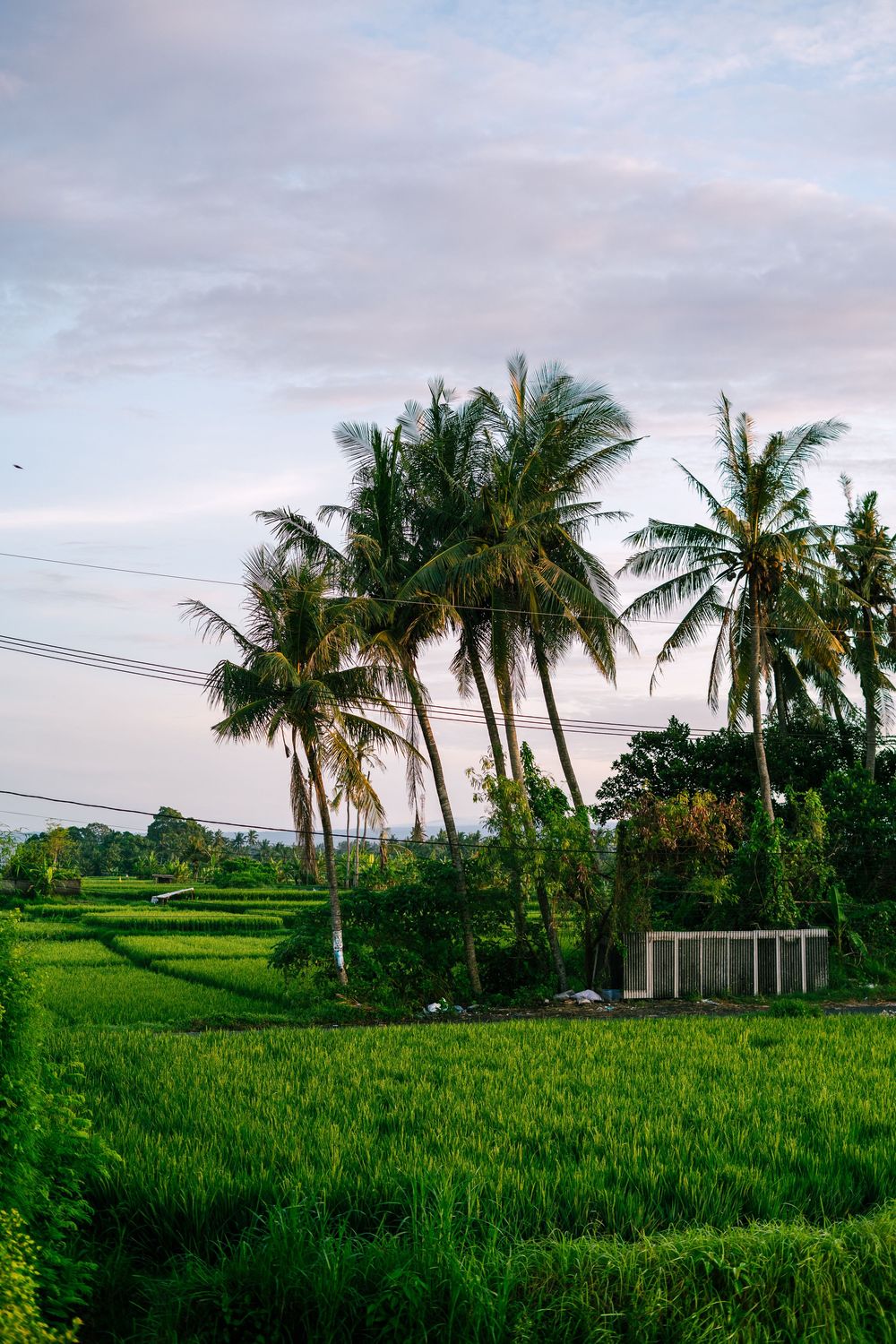 Panoramic view of lush green rice paddies with palm trees and cloudy sky in tropical landscape.