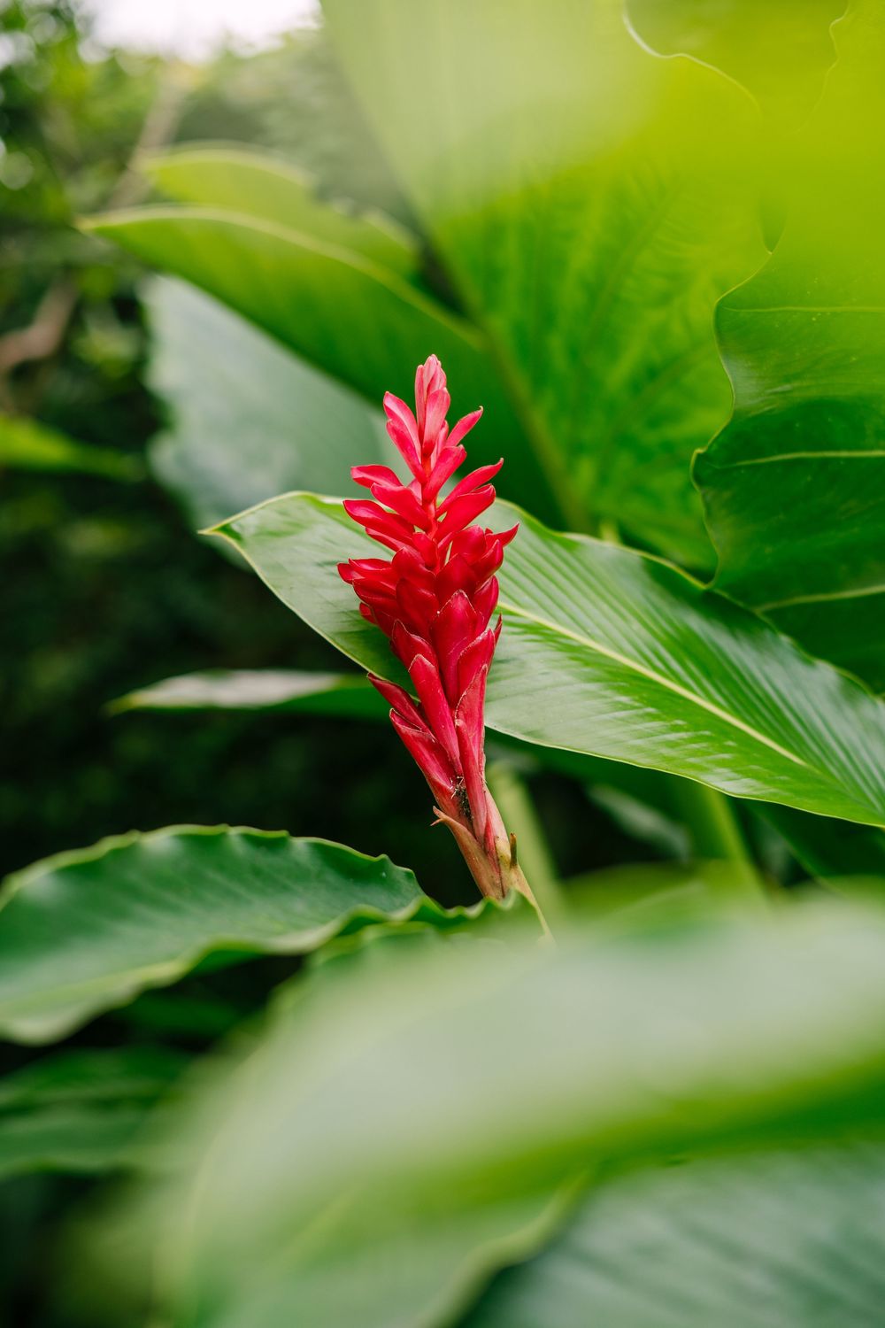 Red ginger flower blooming among green tropical leaves.