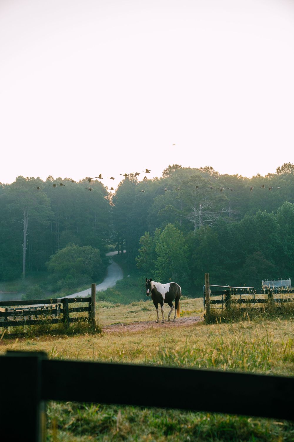 A horse stands in a misty field at sunrise behind wooden fences with trees in the background.