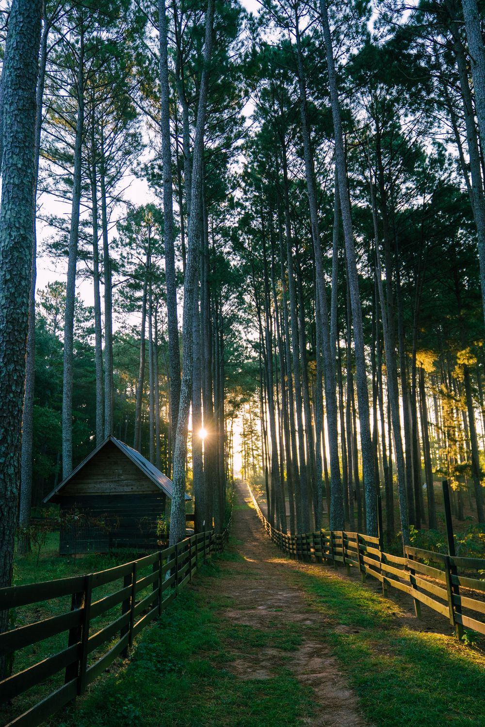 Sunlight streams through tall pine trees along a wooden fence-lined path in a tranquil forest setting at sunset.