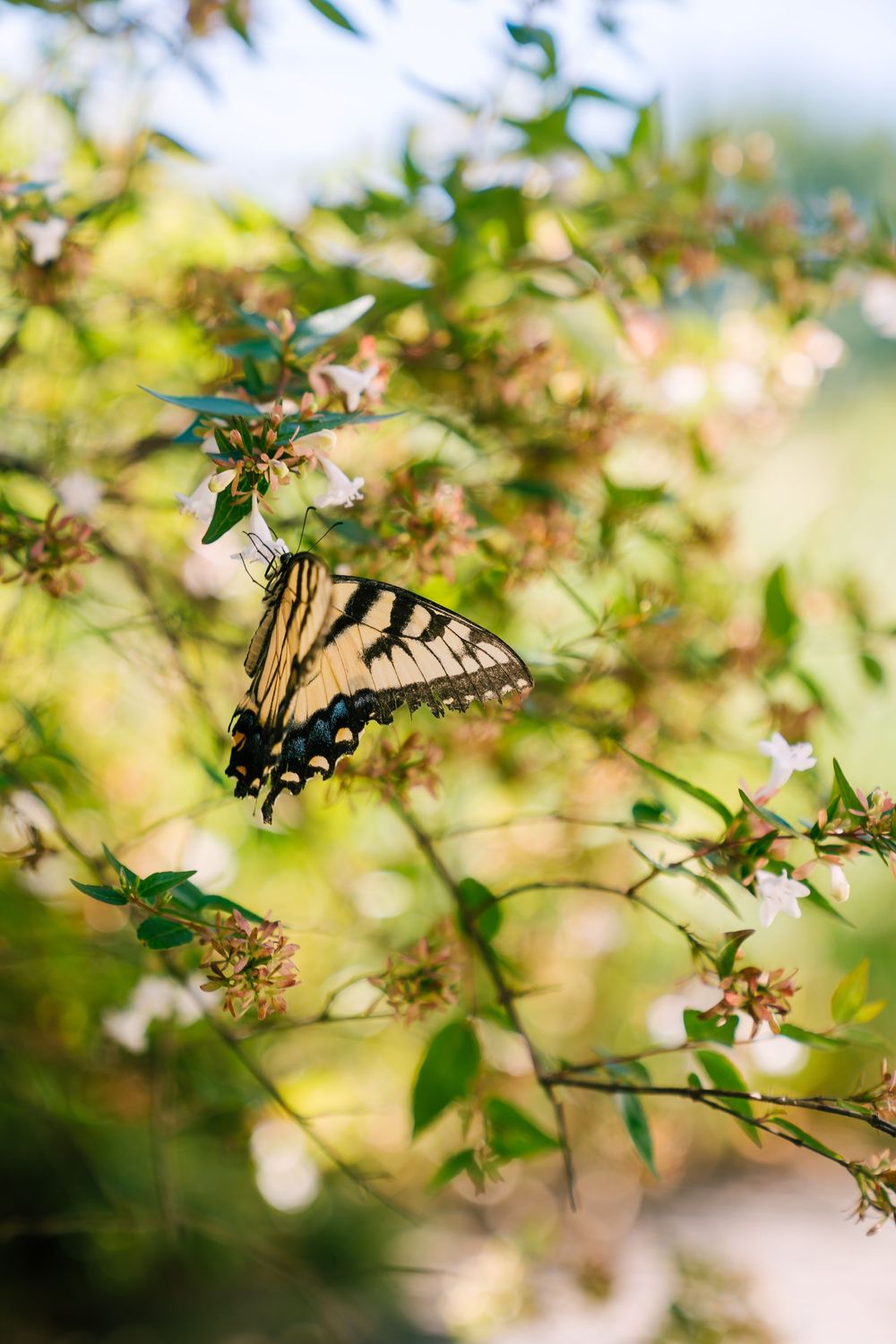A yellow swallowtail butterfly perches delicately among soft-focused green leaves in a dreamy garden setting.