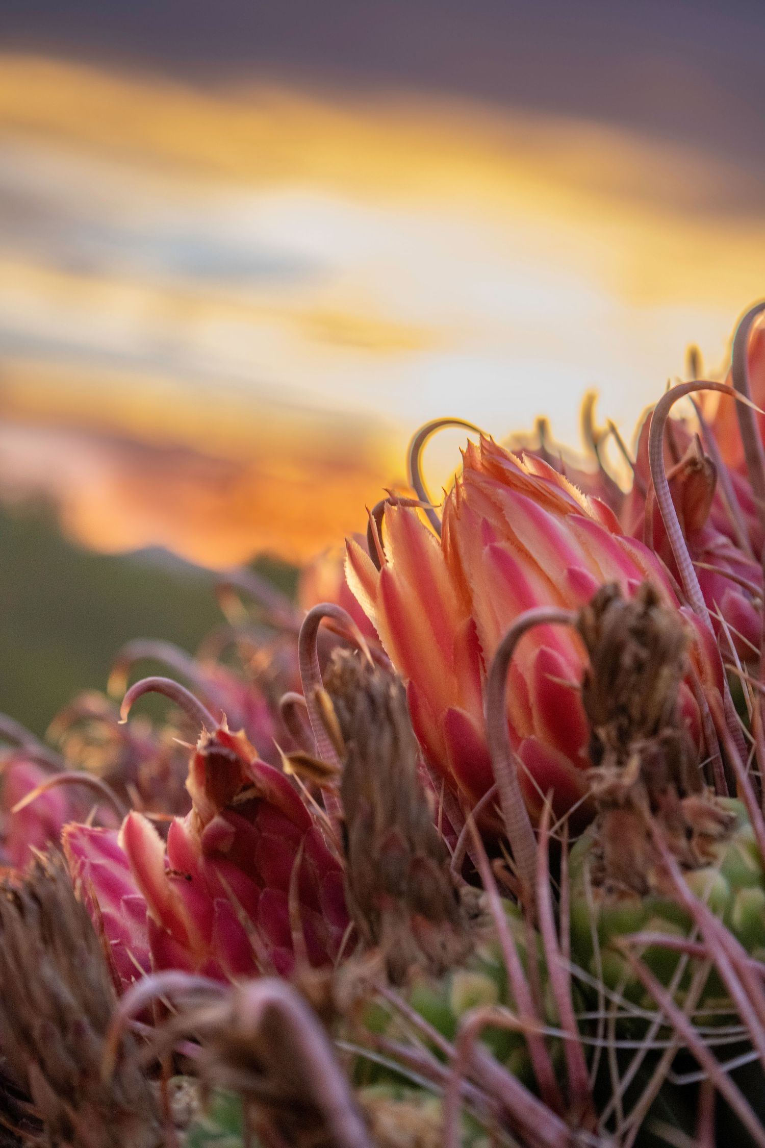 barrel cactus at sunset in Saguaro National Park, Tucson Mountains, Arizona