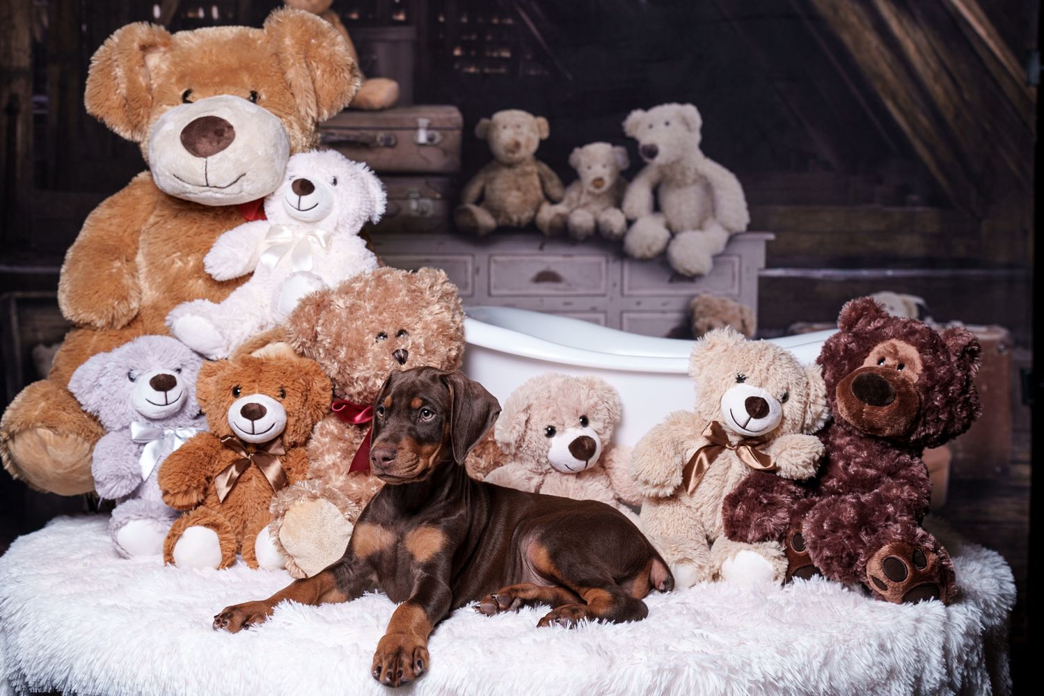 Collection of plush teddy bears arranged on white furry backdrop for professional photography.